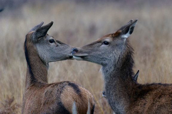 Richmond Park