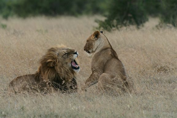 Lions at Ol Pjeta Conservancy Kenya, selecting their mate