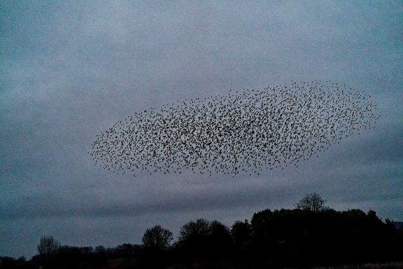 Flocks of starlings performing their aerobatics