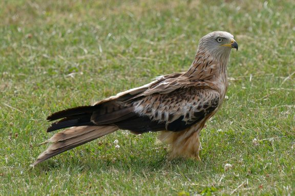 #Red Kite