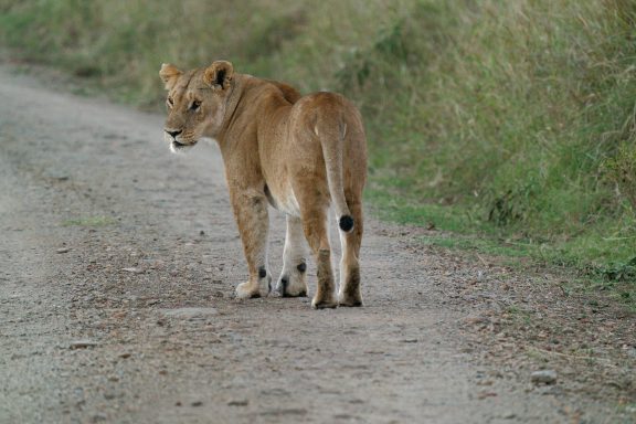 Lioness on the prowl