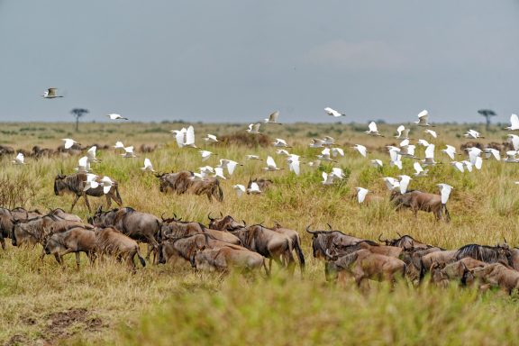 Wildebeast and Egrets
