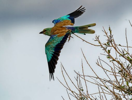 Roller