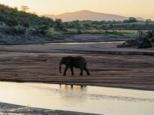 Lone Elephant crossing the almost dry  Ewaso Nyiro River