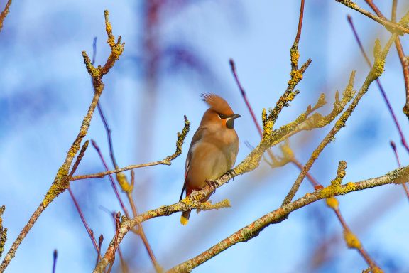 #Waxwing