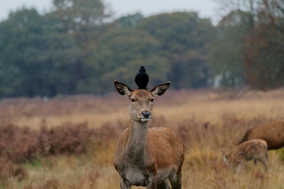 Richmond Park
