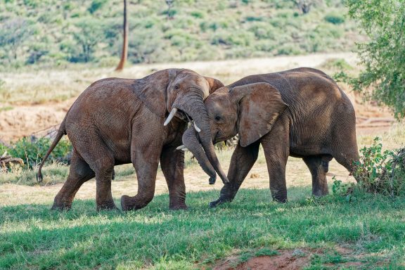 Young bulls play fighting